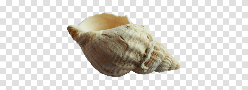 Seashell, Animals, Sea Life, Invertebrate, Fungus Transparent Png