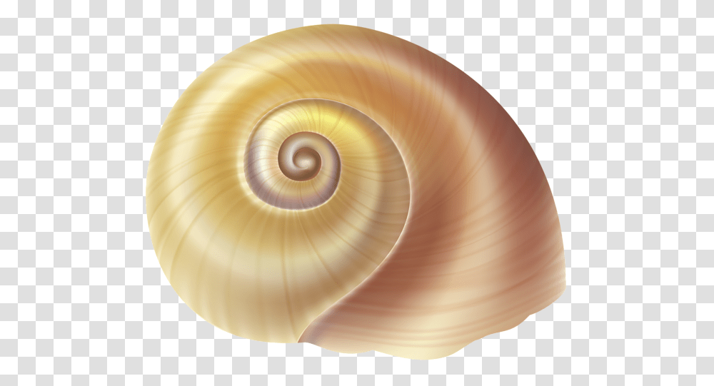 Seashell, Animals, Sea Life, Invertebrate, Lamp Transparent Png