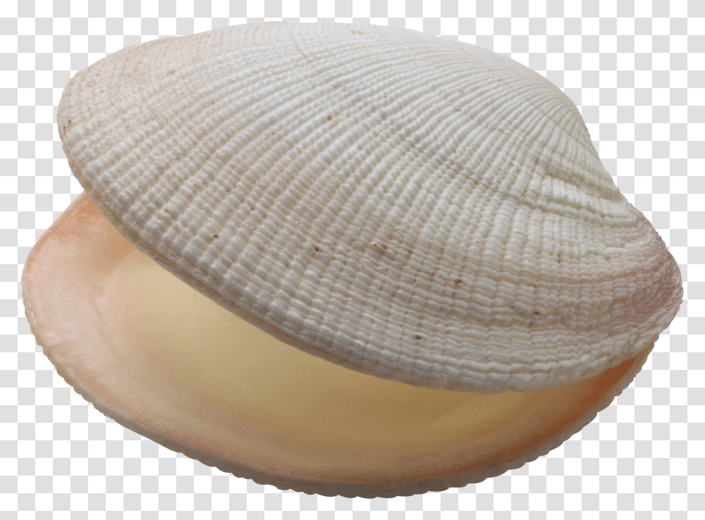 Seashell, Animals Transparent Png
