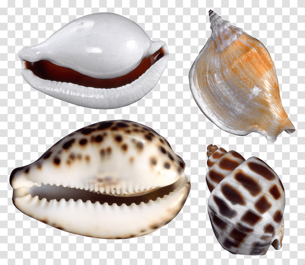 Seashell, Animals Transparent Png