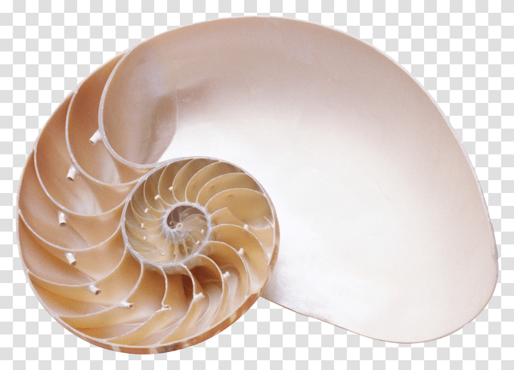 Seashell, Animals Transparent Png