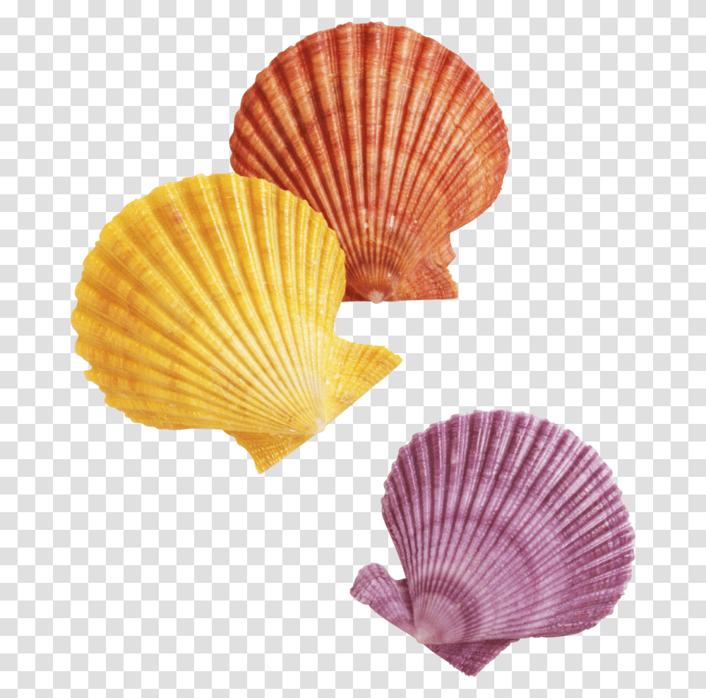 Seashell Background Background Seashells Clipart, Clam, Invertebrate, Sea Life, Animal Transparent Png