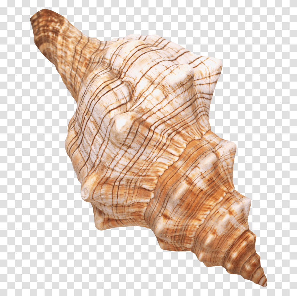 Seashell Background Sea Shells With Background, Conch, Invertebrate, Sea Life, Animal Transparent Png