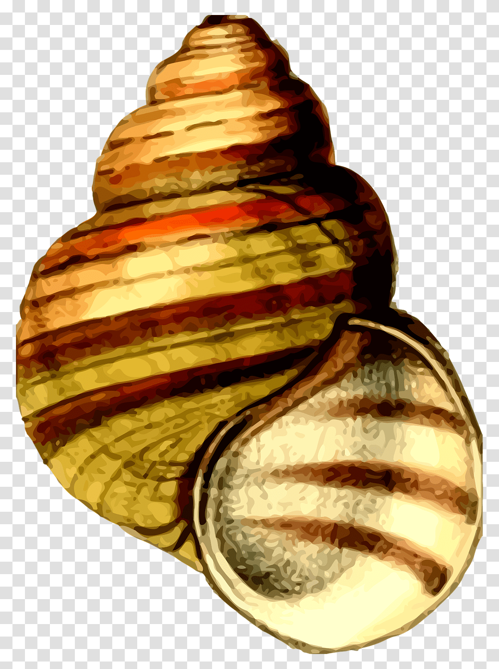 Seashell, Burger, Food, Plant, Sphere Transparent Png