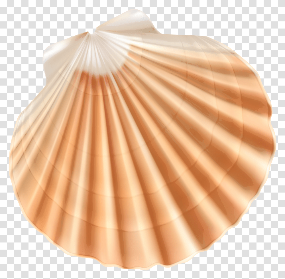 Seashell Clam Clip Art Shell With Background Transparent Png