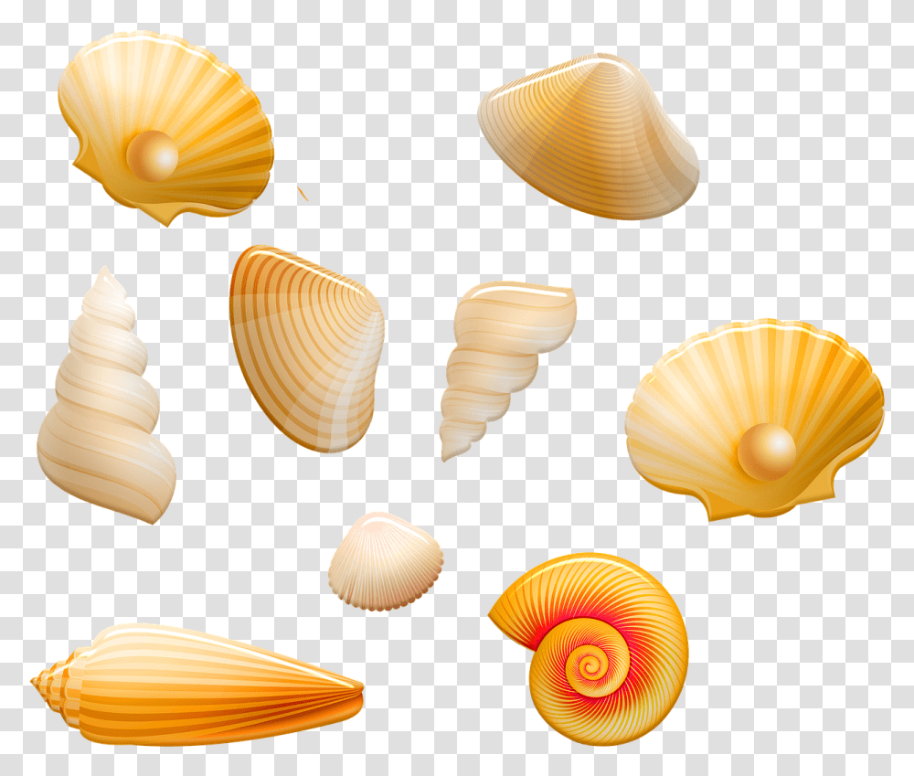 Seashell, Clam, Invertebrate, Sea Life, Animal Transparent Png