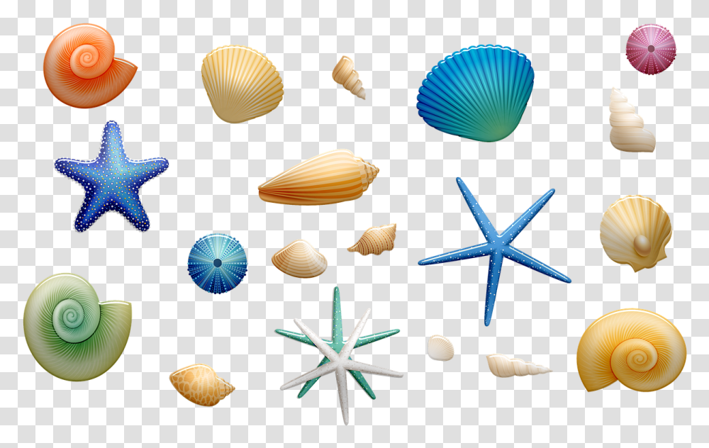 Seashell, Clam, Invertebrate, Sea Life, Animal Transparent Png