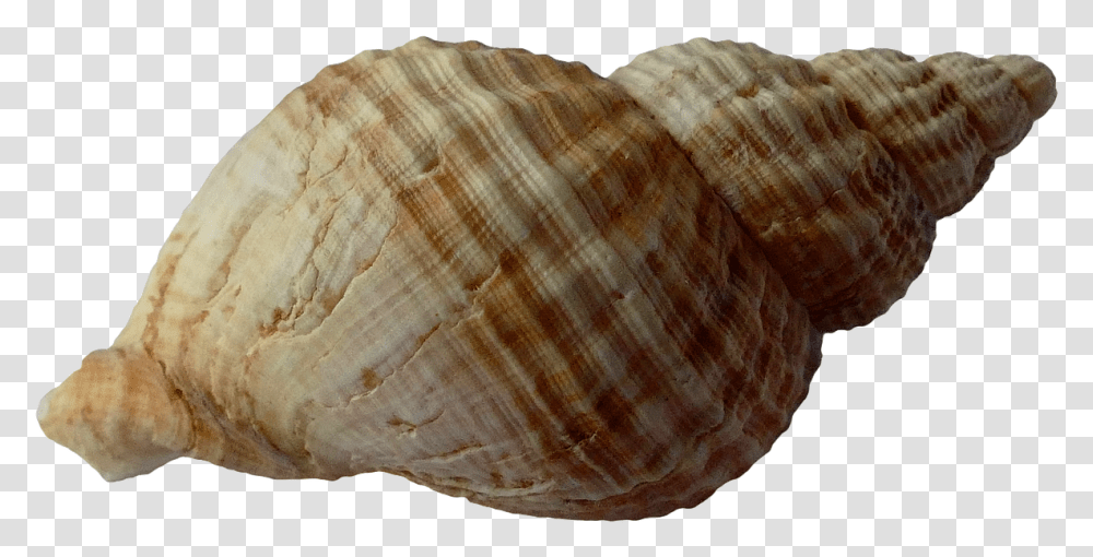 Seashell Clipart Coquillage, Conch, Invertebrate, Sea Life, Animal Transparent Png