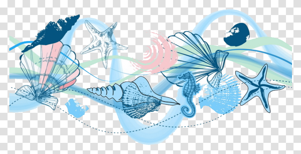 Seashell Clipart Graphic Design, Animal, Sea Life, Food, Seafood Transparent Png