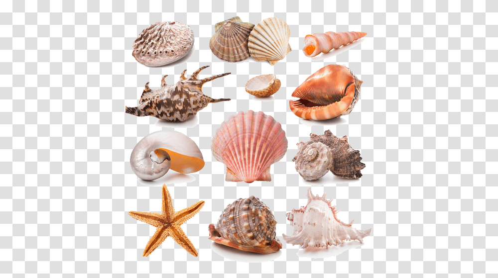 Seashell Collection, Sea Life, Animal, Invertebrate, Fungus Transparent Png