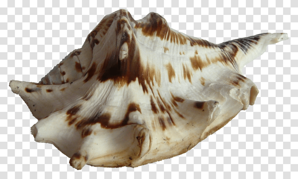Seashell, Conch, Invertebrate, Sea Life, Animal Transparent Png
