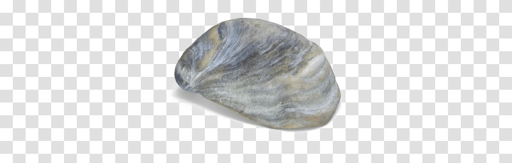 Seashell Download Image Sea Shell, Mineral, Animal, Fungus, Invertebrate Transparent Png