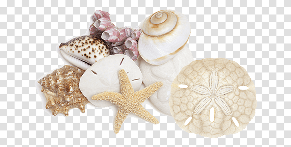 Seashell Download Shell, Sea Life, Animal, Invertebrate, Clam Transparent Png
