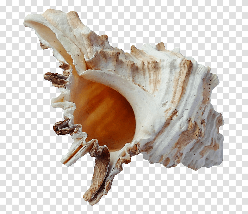 Seashell, Fungus, Conch, Invertebrate, Sea Life Transparent Png