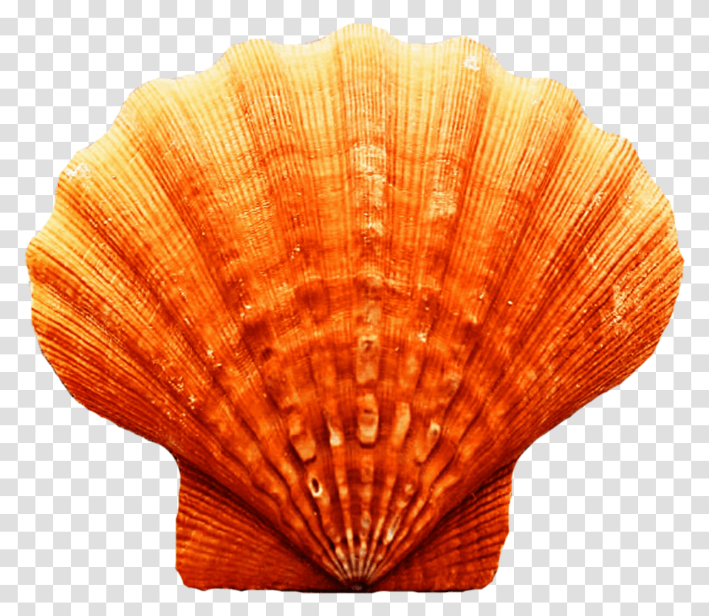 Seashell Image Arts Orange Sea Shell, Clam, Invertebrate, Sea Life, Animal Transparent Png