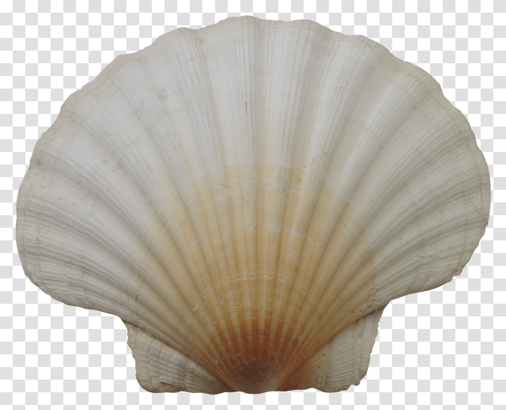 Seashell Images Free Download, Clam, Invertebrate, Sea Life, Animal Transparent Png