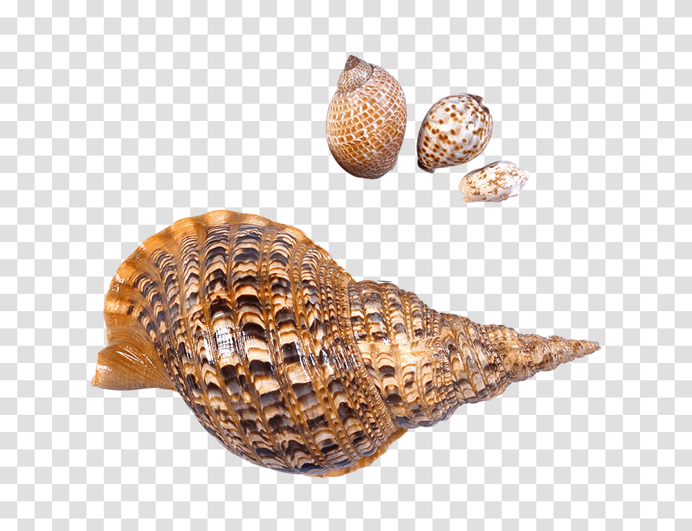 Seashell Images Free Download Sea Snail, Chandelier, Animal, Invertebrate, Sea Life Transparent Png