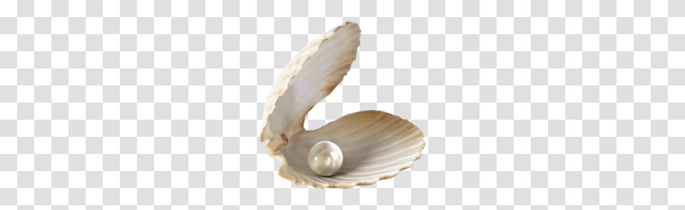 Seashell Images Seashell With Background, Clam, Invertebrate, Sea Life, Animal Transparent Png