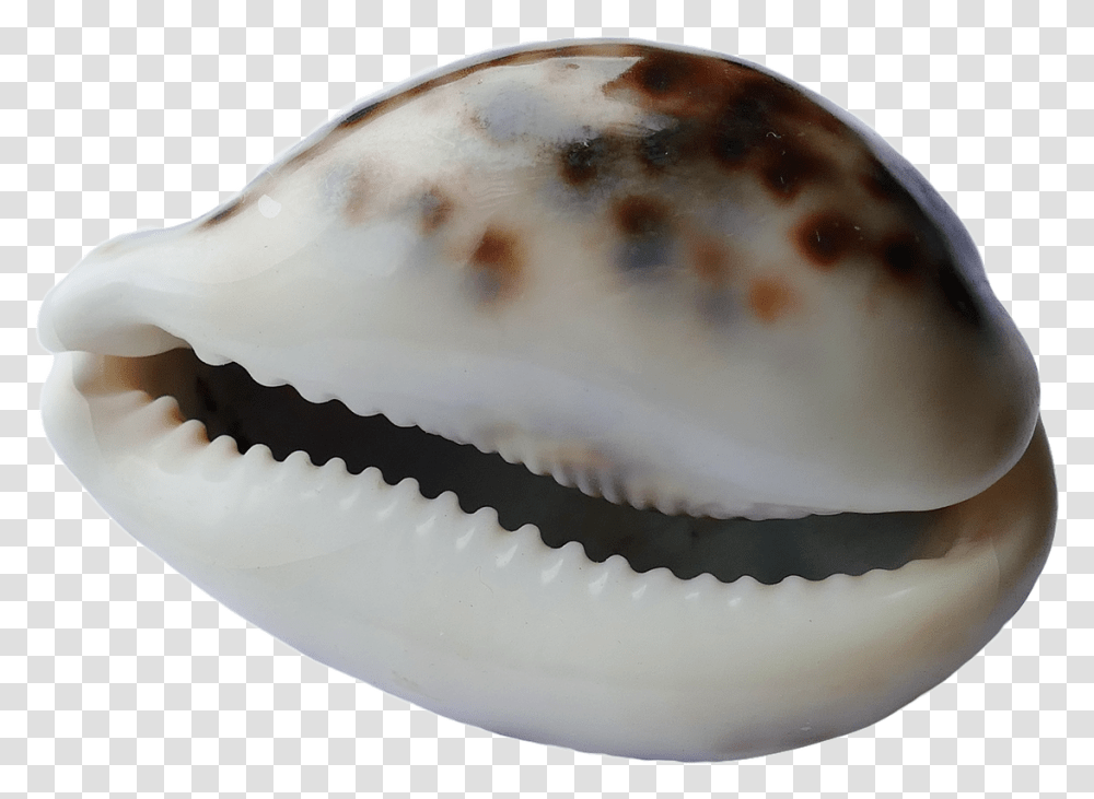 Seashell, Invertebrate, Sea Life, Animal, Egg Transparent Png