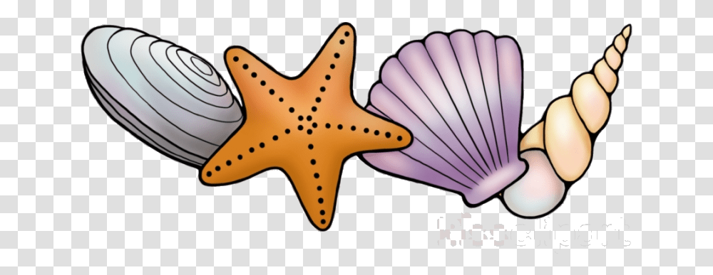 Seashell Long Border Clipart Starfish Background Seashell Clipart, Sea Life, Animal, Invertebrate, Clam Transparent Png
