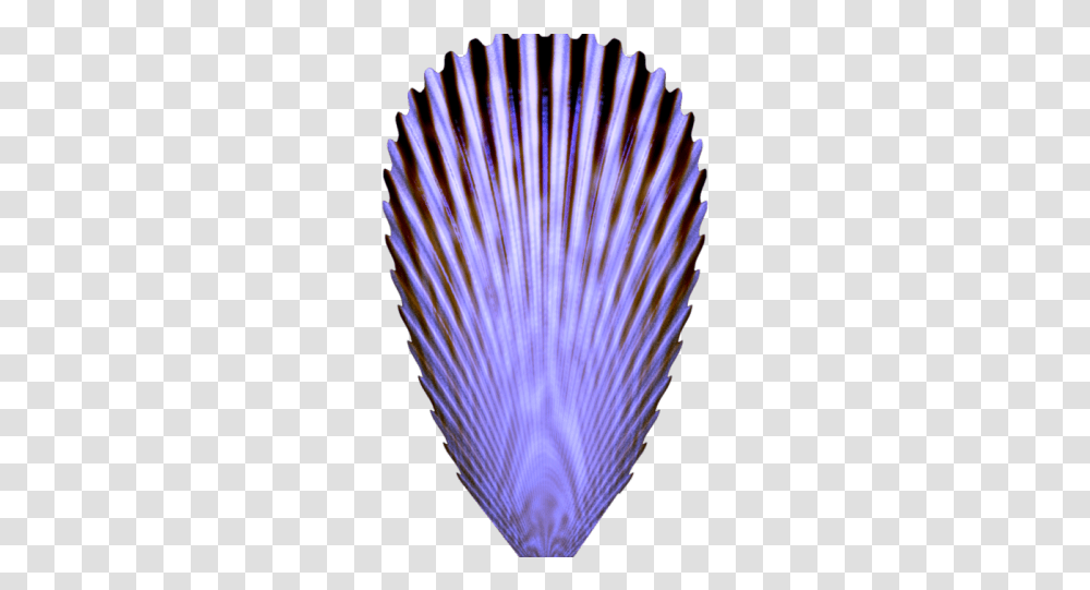 Seashell, Peacock, Bird, Animal, Beak Transparent Png