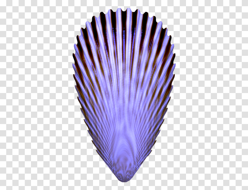 Seashell, Peacock, Bird, Animal Transparent Png