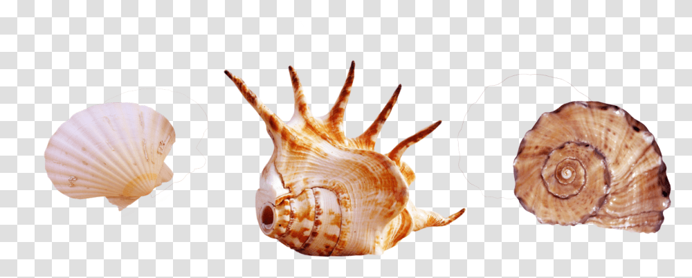 Seashell Photography Clip Art Element Shellfish Transprent Real Sea Creature, Conch, Invertebrate, Sea Life, Animal Transparent Png