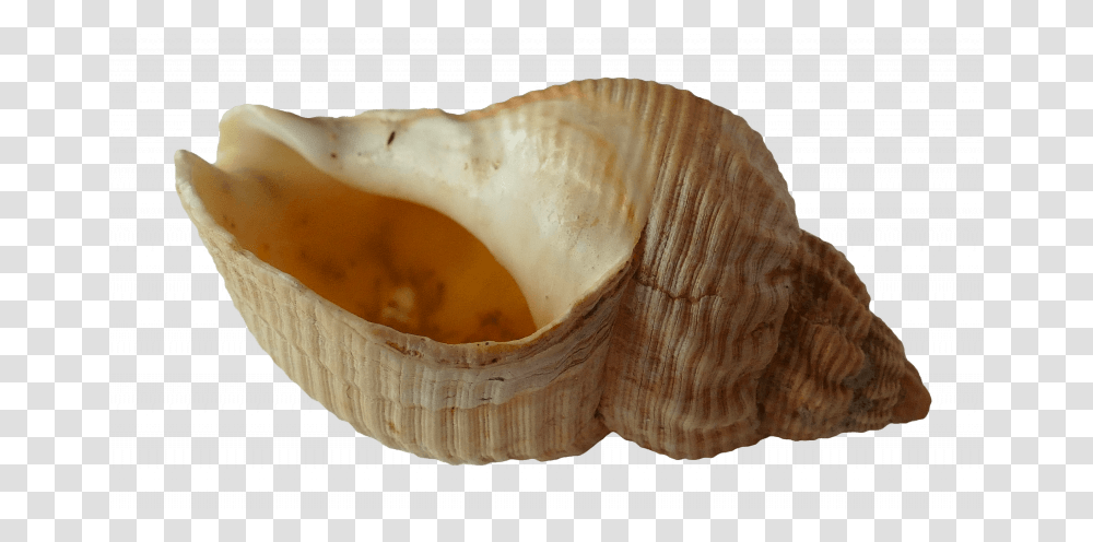 Seashell Pipes Are Not Safe To Smoke Out Of Coquillage Ou On Entend La Mer, Invertebrate, Sea Life, Animal, Conch Transparent Png