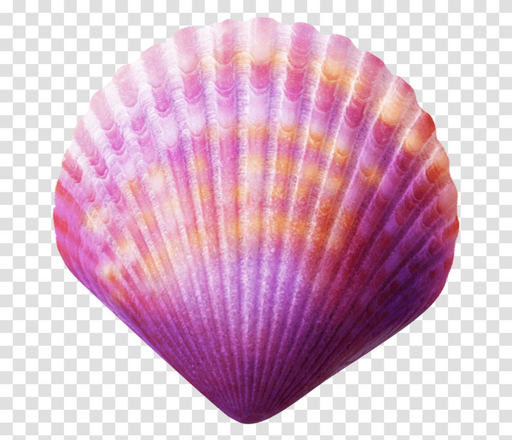 Seashell Purple Clip Art Sea Shell, Clam, Invertebrate, Sea Life, Animal Transparent Png