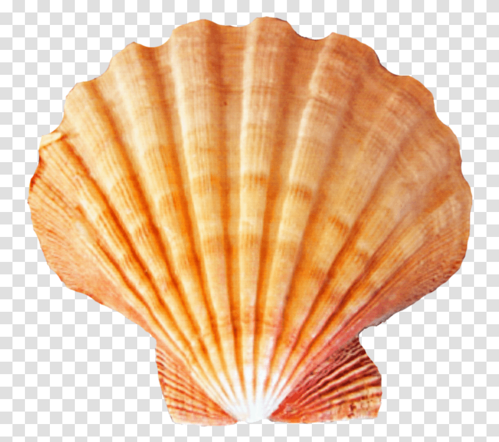 Seashell, Sea Life, Animal, Clam, Invertebrate Transparent Png