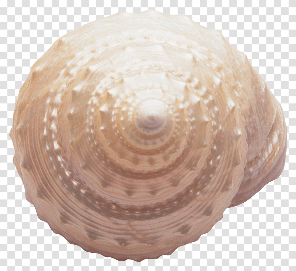 Seashell, Sea Life, Animal, Invertebrate, Clam Transparent Png