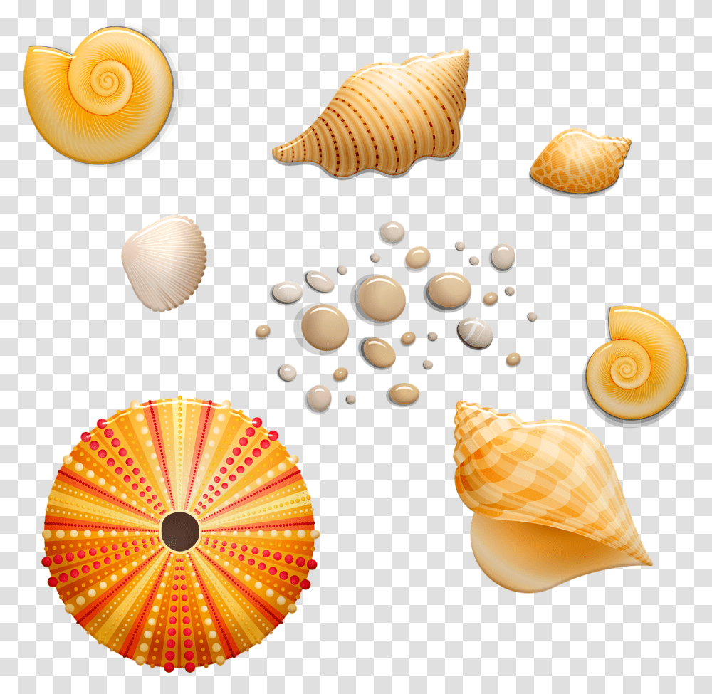 Seashell, Sea Life, Animal, Invertebrate, Conch Transparent Png