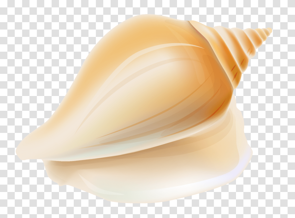 Seashell, Sea Life, Animal, Plant, Hardhat Transparent Png