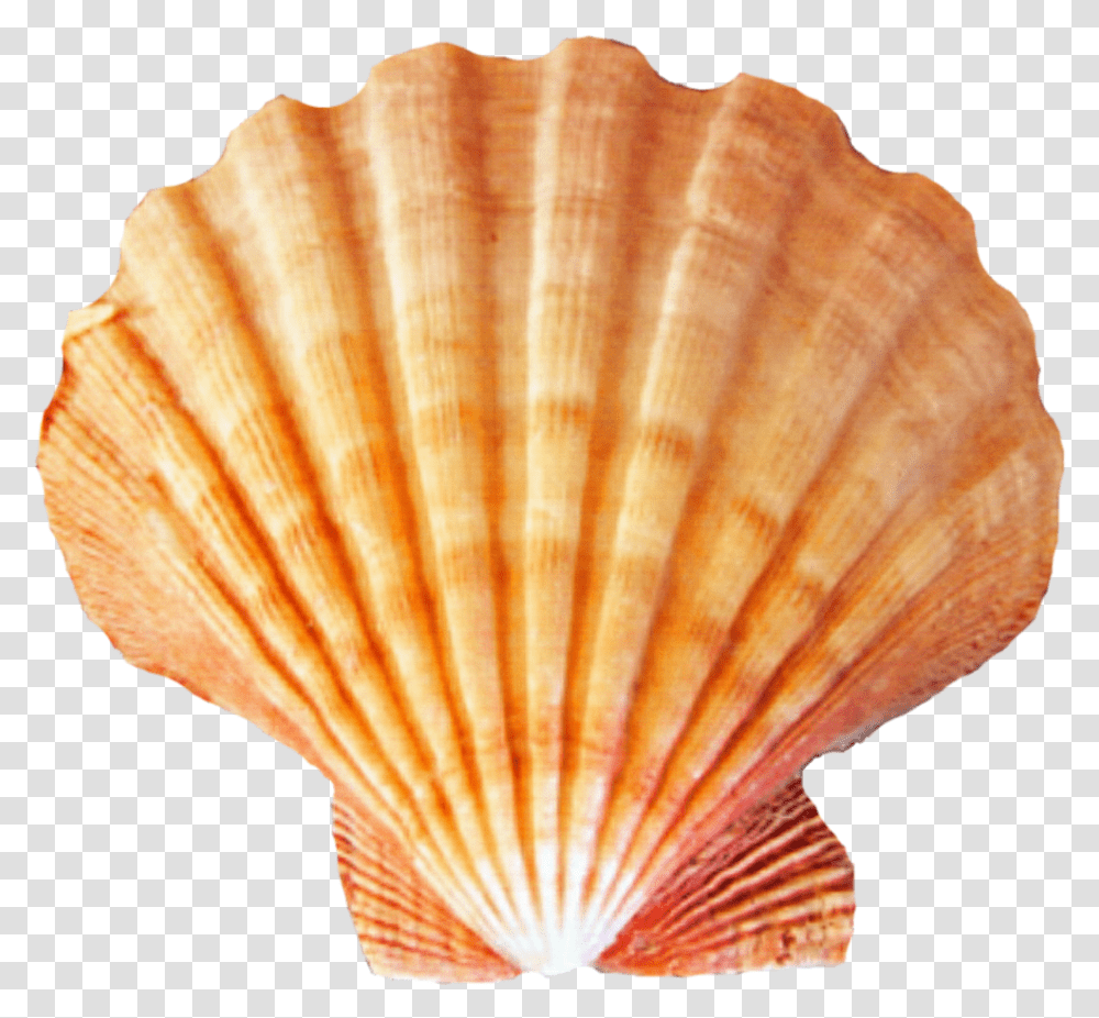Seashell Sea Shells Background, Sea Life, Animal, Clam, Invertebrate Transparent Png