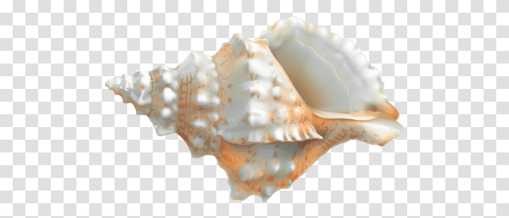Seashell Seashell, Conch, Invertebrate, Sea Life, Animal Transparent Png