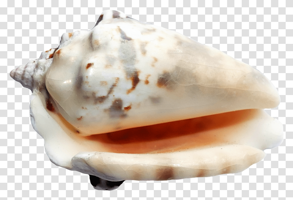 Seashell Seashells On A Ground, Conch, Invertebrate, Sea Life, Animal Transparent Png