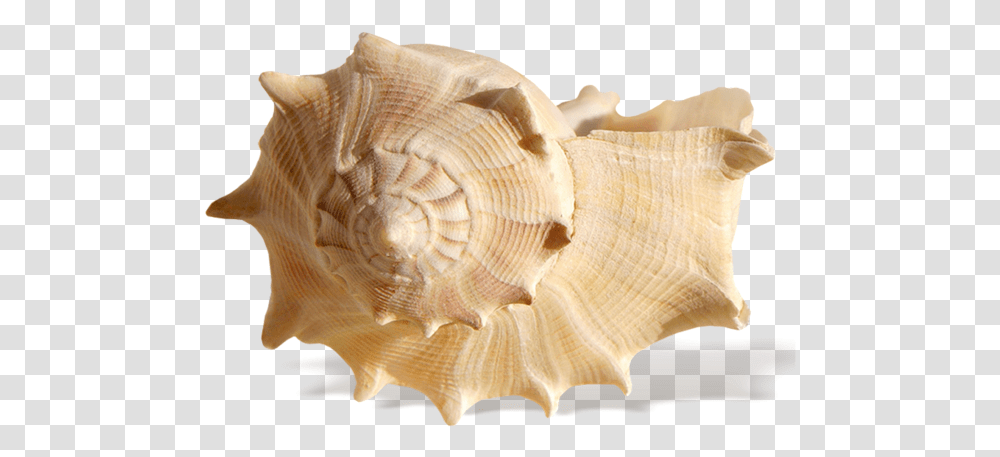 Seashell Shell Sea, Sea Life, Animal, Conch, Invertebrate Transparent Png