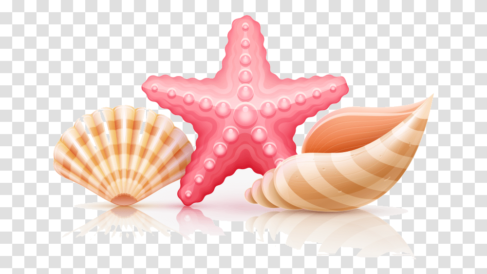 Seashell Starfish And Seashells Clipart Illustration, Sea Life, Animal, Invertebrate Transparent Png
