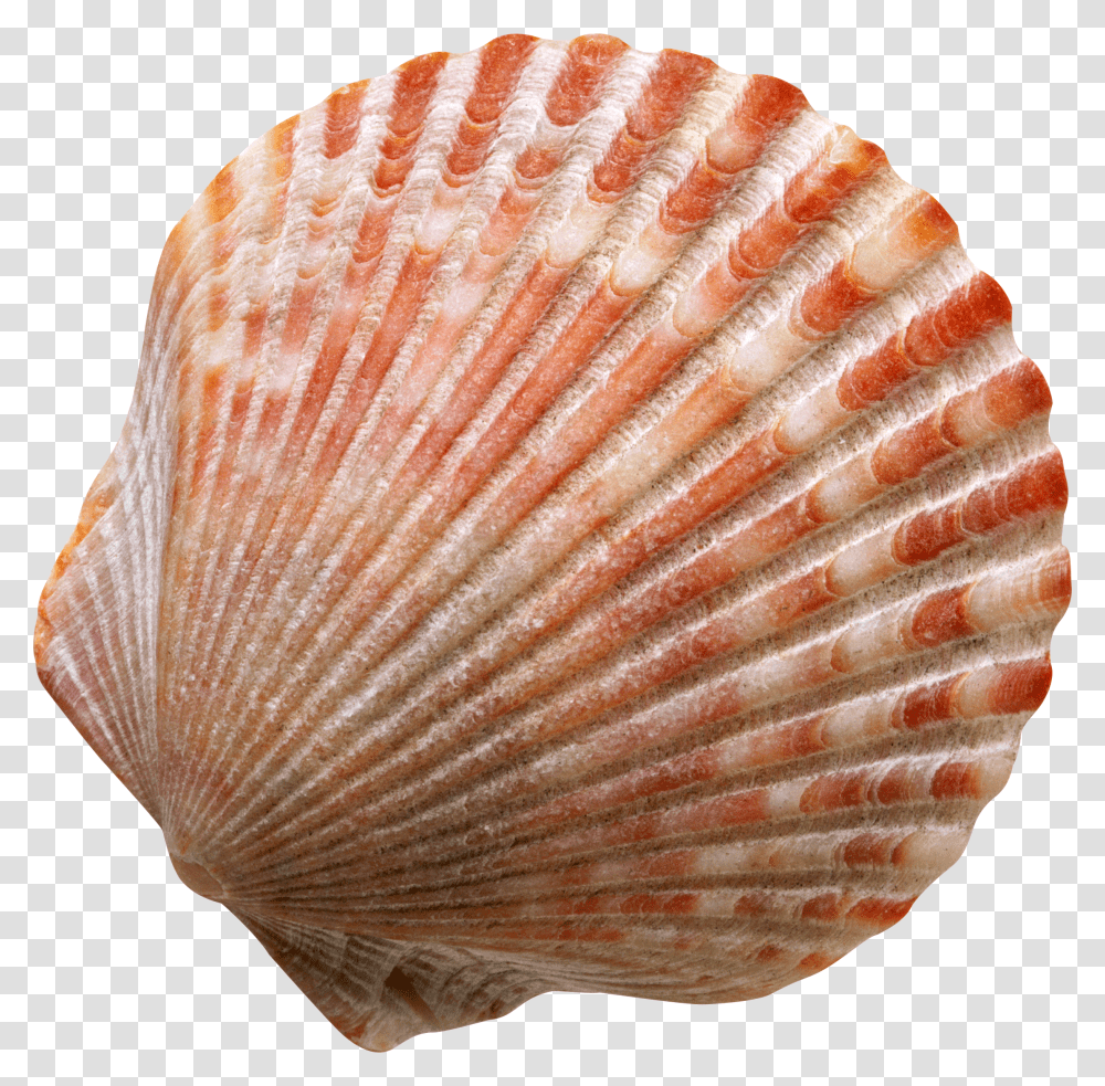 Seashell Transparent Png