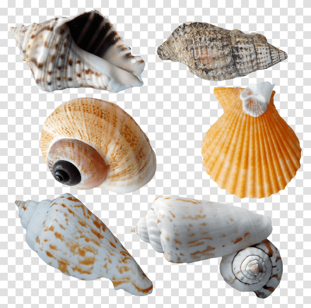 Seashell Transparent Png