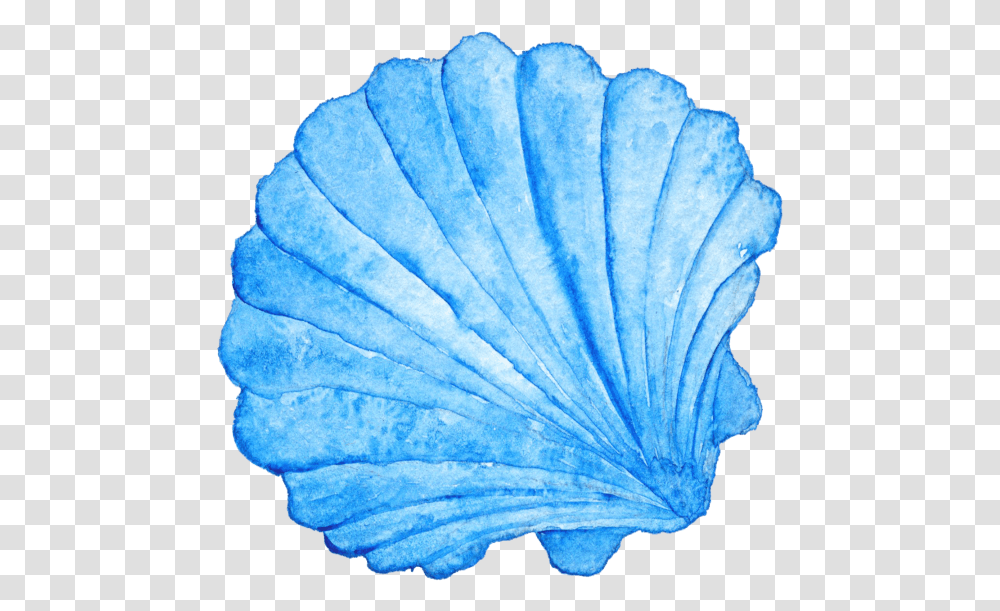 Seashell Watercolor, Invertebrate, Animal, Sea Life, Plant Transparent Png