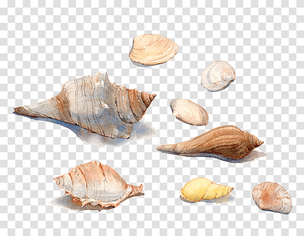 Seashell Watercolor Painting Sea Snail Conchology, Invertebrate, Sea Life, Animal, Fungus Transparent Png