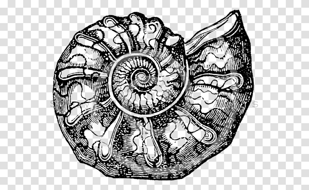 Seashells Ammonite Clip Art, Spiral, Ring, Jewelry, Accessories Transparent Png