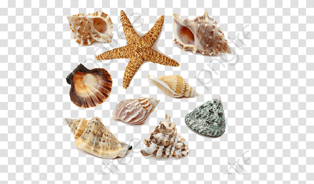 Seashells Clipart Seashells Free, Sea Life, Animal, Invertebrate, Fungus Transparent Png