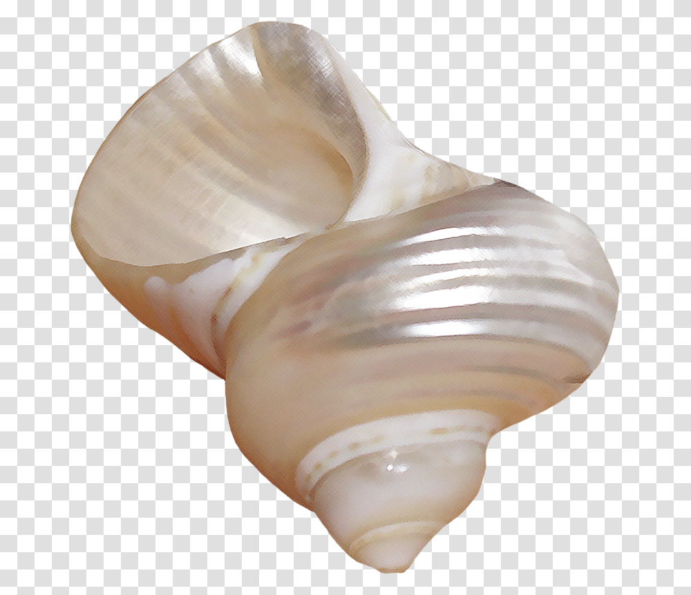 Seashells, Invertebrate, Sea Life, Animal, Conch Transparent Png
