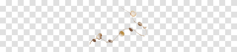 Seashells, Sea Life, Animal, Invertebrate, Clam Transparent Png