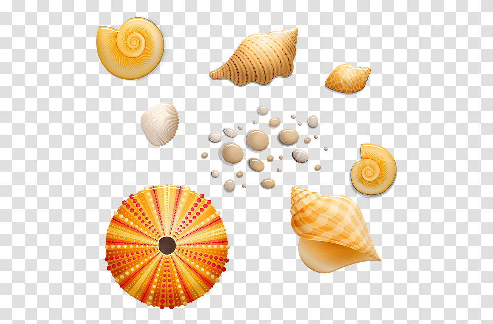 Seashells Shell Beach Seashell, Sea Life, Animal, Invertebrate, Conch Transparent Png