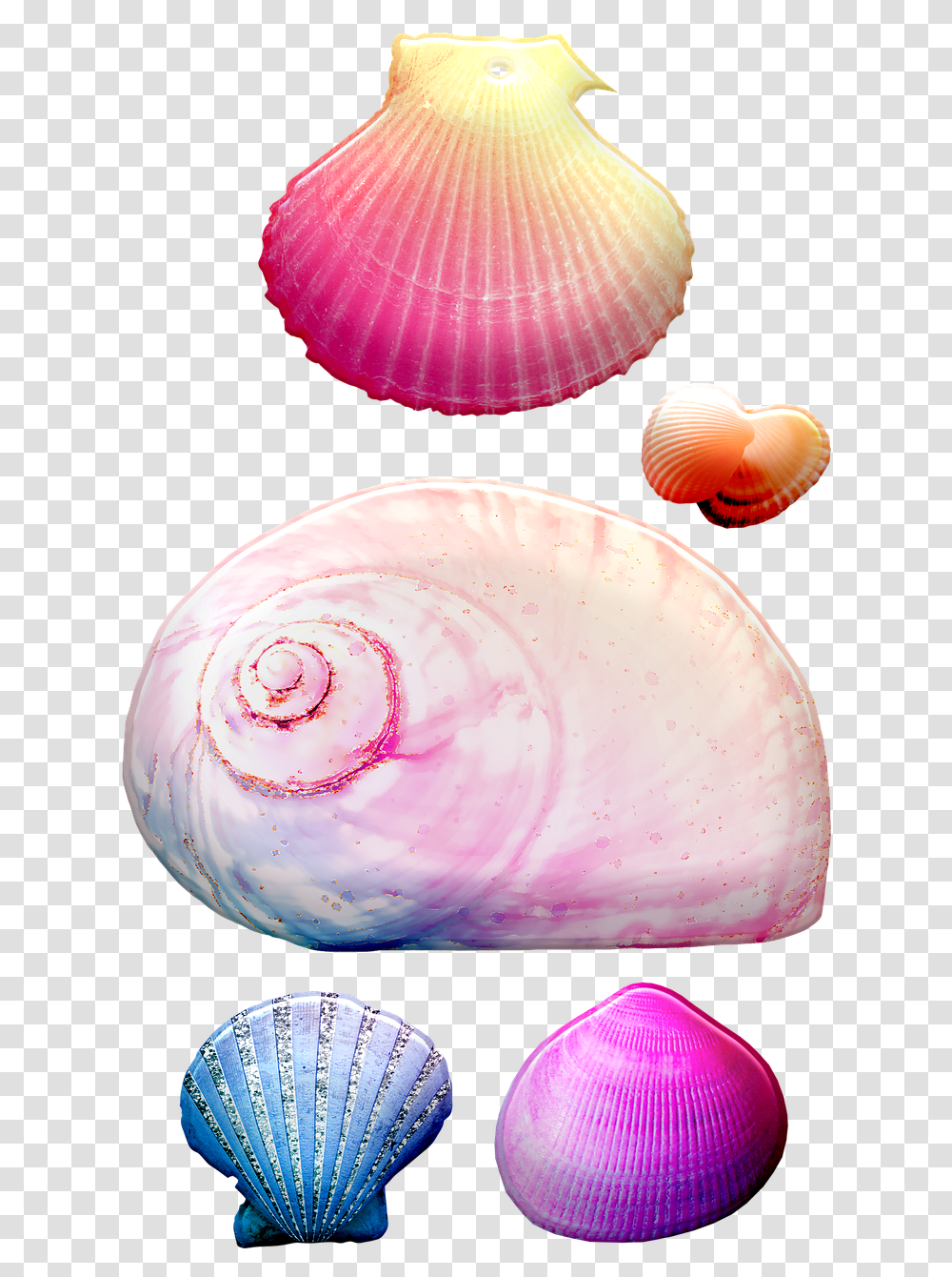 Seashells Shells Conch Free Image On Pixabay, Sea Life, Animal, Invertebrate, Clam Transparent Png