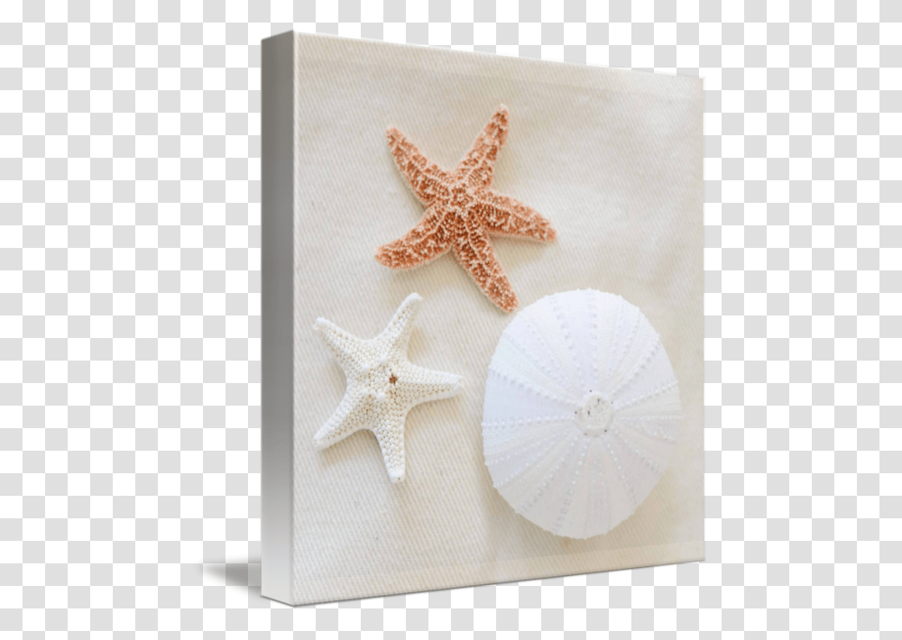 Seashells Starfish, Lizard, Reptile, Animal, Sea Life Transparent Png