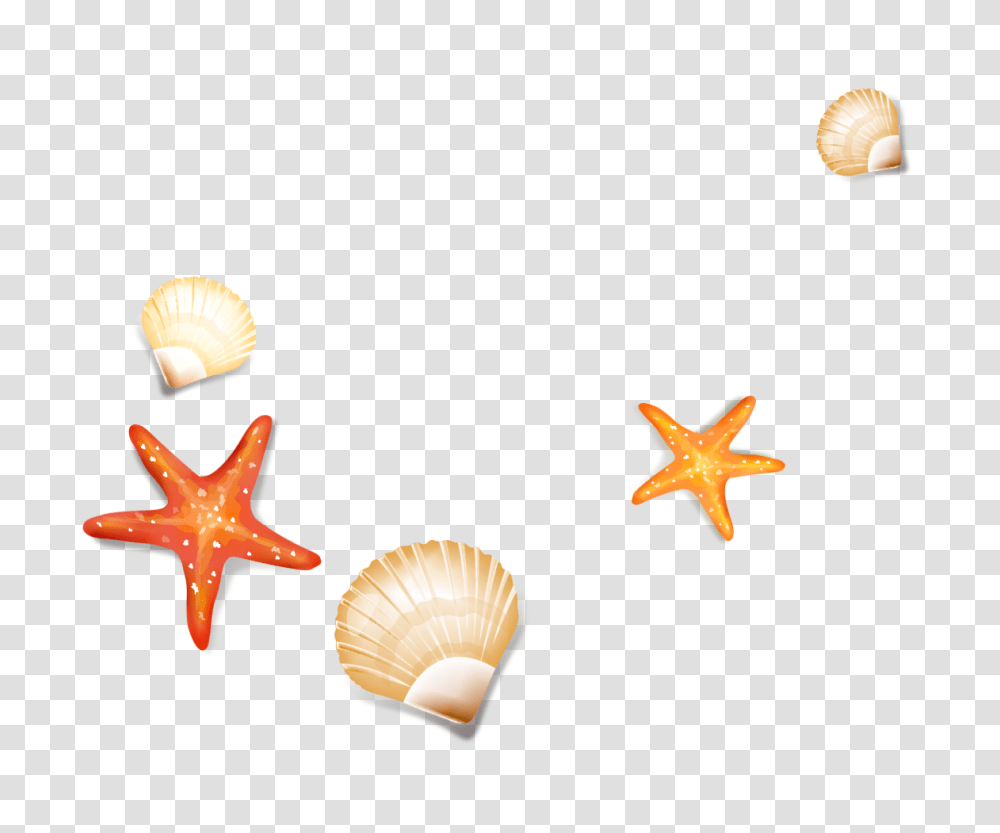 Seashells Starfish Sea Ocean Beach Oceanlife Ftesticker, Sea Life, Animal, Invertebrate, Clam Transparent Png